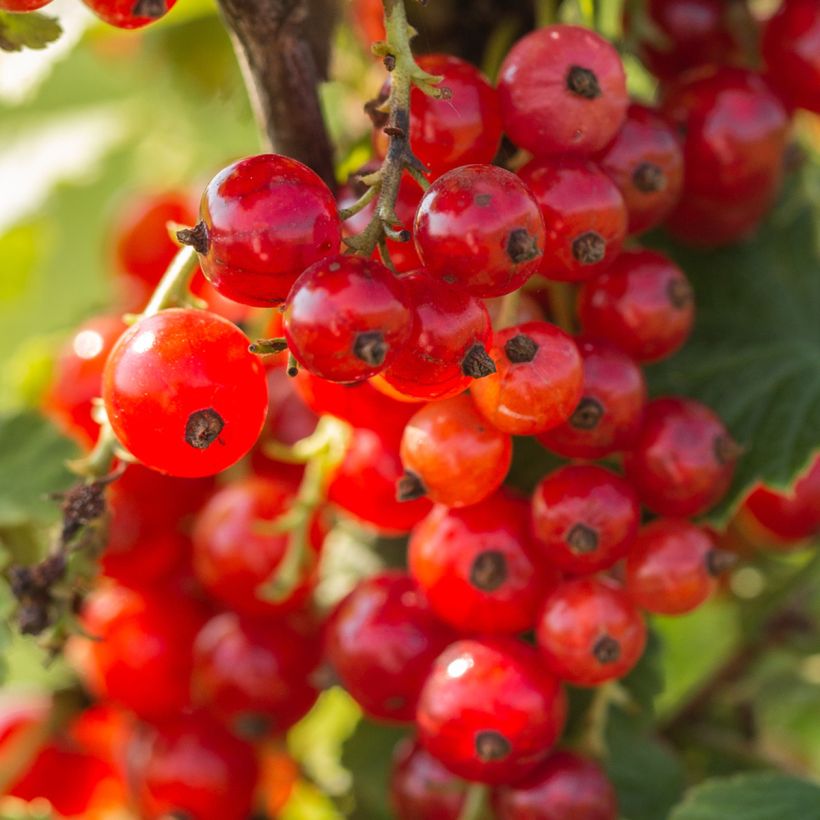 Rote Johannisbeere Première Groseille Raisin deltir (Harvest)