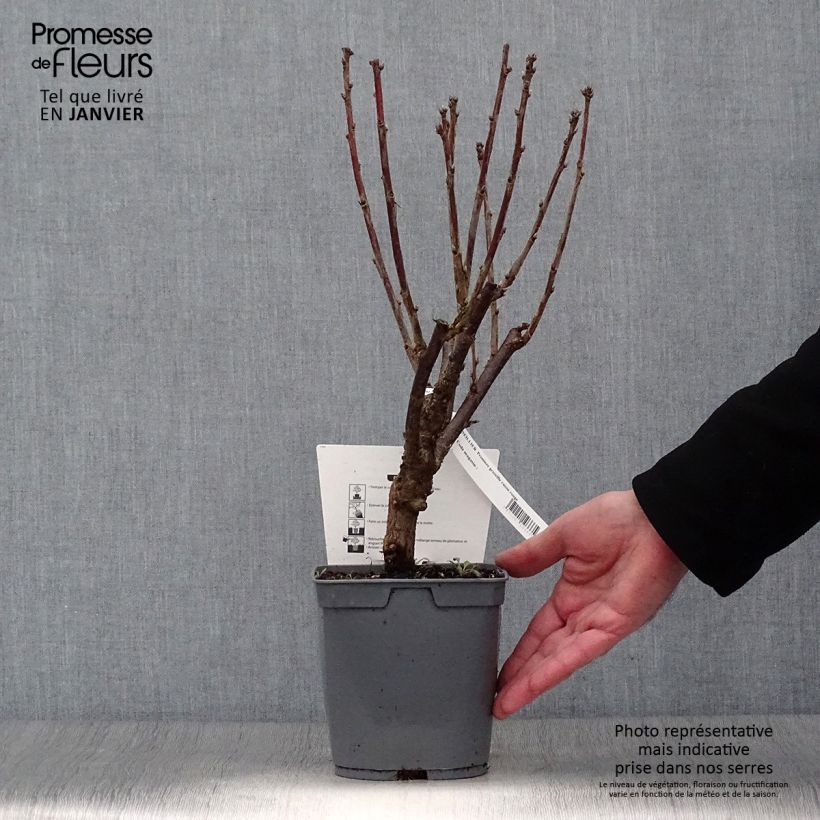 Exemplar von Rote Johannisbeere Première Groseille Raisin deltir Topf mit 2L/3L wie im Winter geliefert