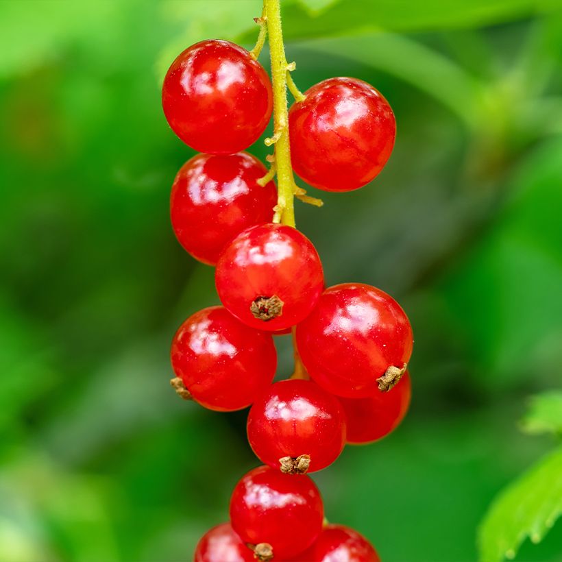 Rote Johannisbeere - Ribes rubrum (Harvest)