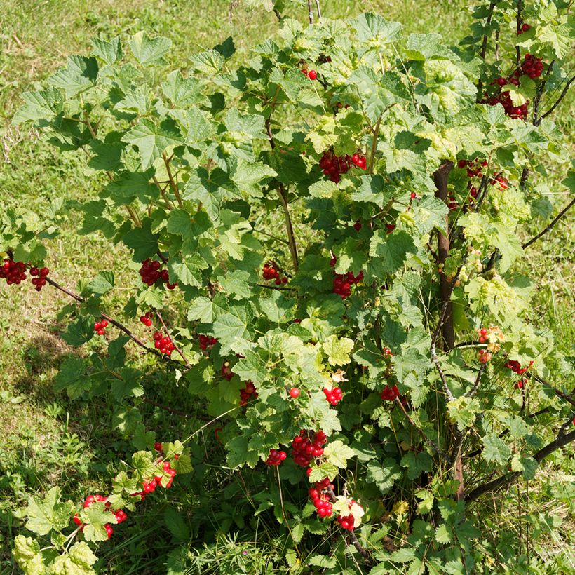 Rote Johannisbeere - Ribes rubrum (Plant habit)