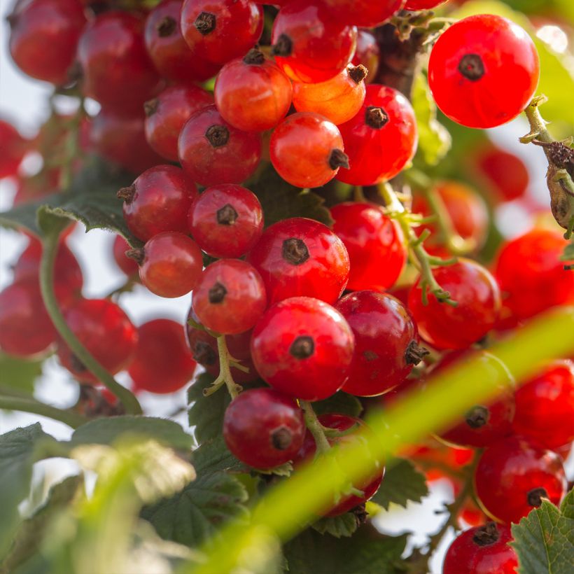 Rote Johannisbeere Versaillaise Rouge (Harvest)