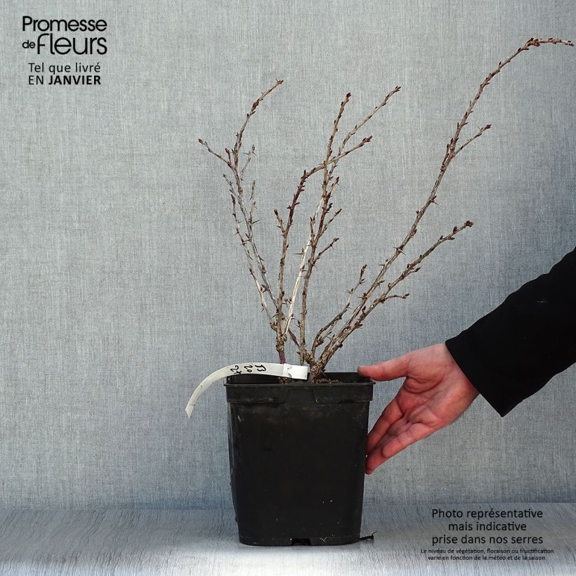 Exemplar von Stachelbeere Freedonia Topf mit 4L/5L wie im Winter geliefert