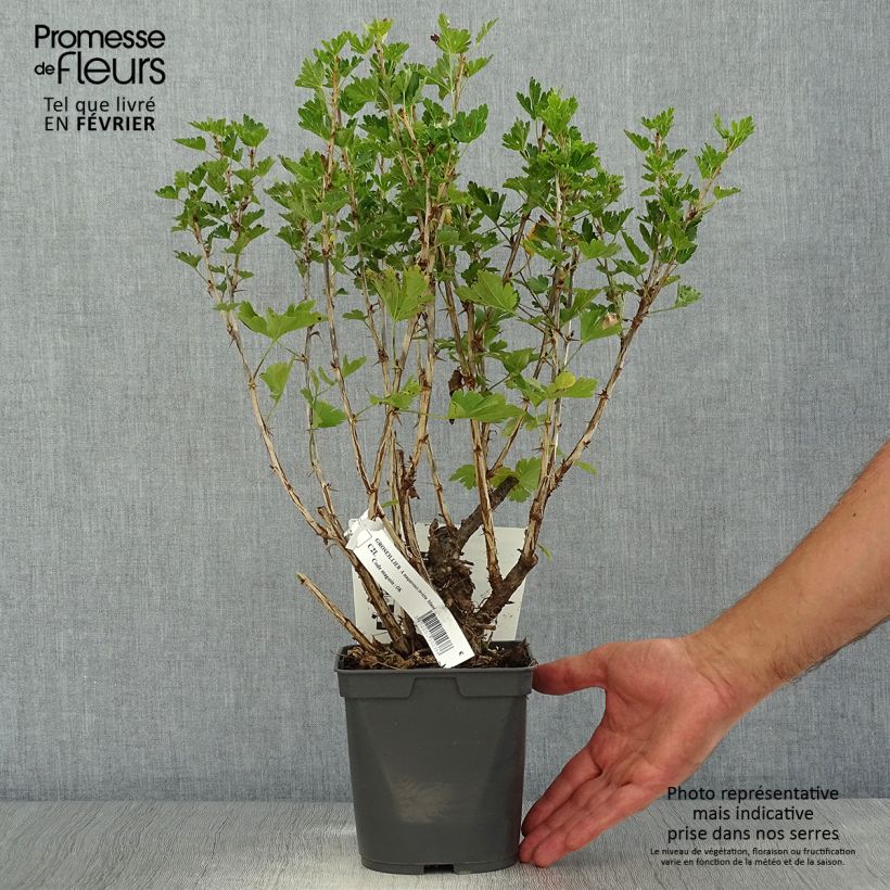Example of Stachelbeere Invicta Topf mit 1,5L/2L as you get in automne