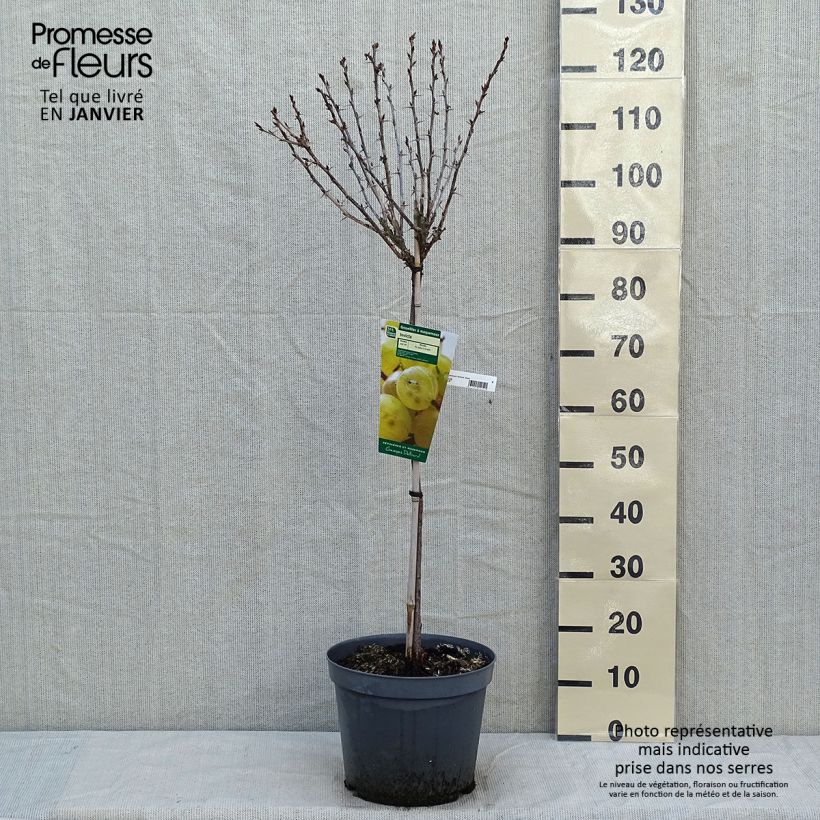 Exemplar von Stachelbeere Invicta Topf mit 7,5L/10L, 1/4 Stängel wie im Winter geliefert