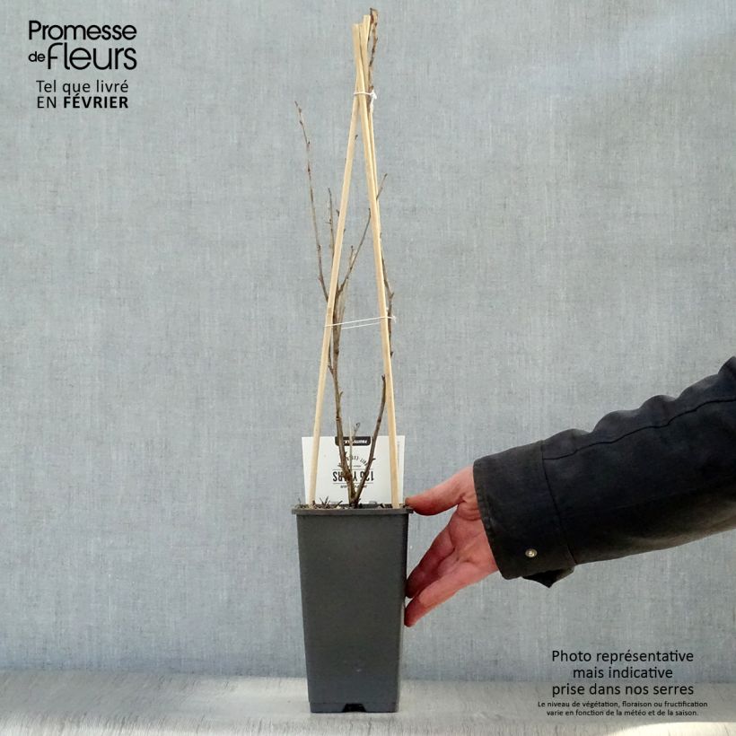 Exemplar von Stachelbeere Captivator Topf mit 1,5L/2L, Strauch wie im Winter geliefert