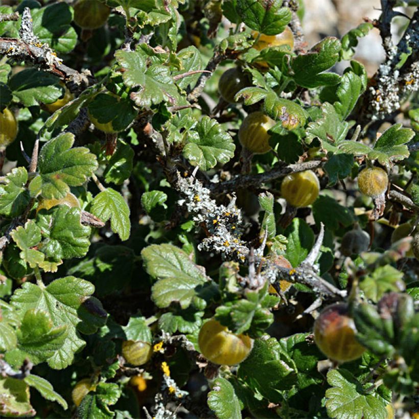 Stachelbeere Golden Drop (Foliage)