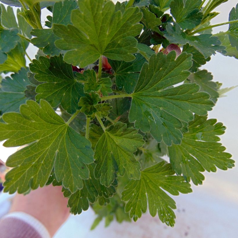 Stachelbeere Hinnönmaki Röd Bio (Foliage)