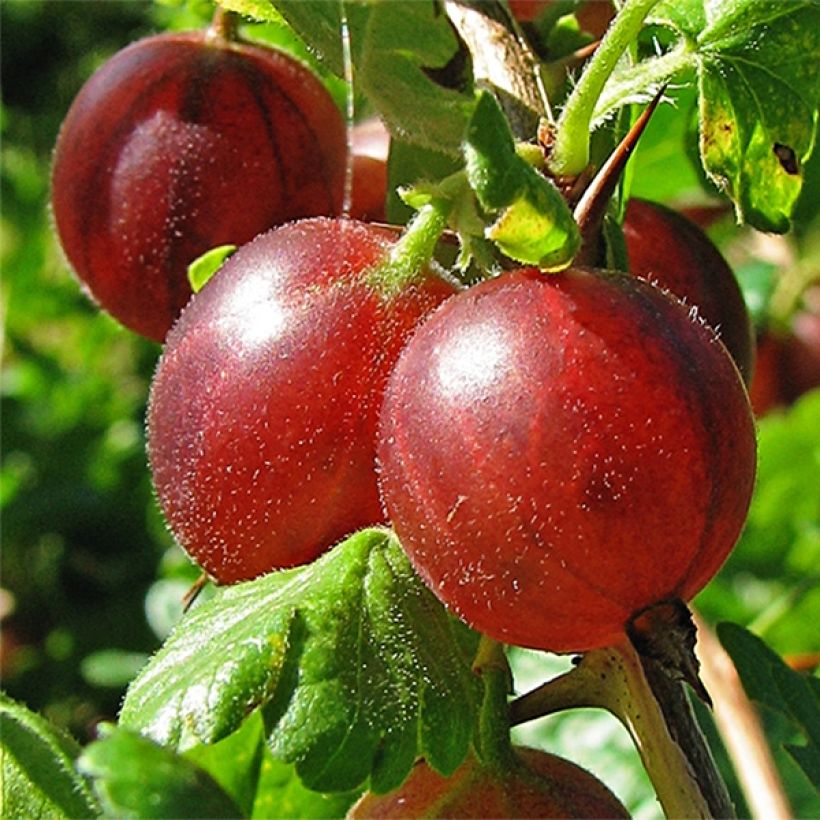Stachelbeere Hinnönmaki Röd Bio (Harvest)