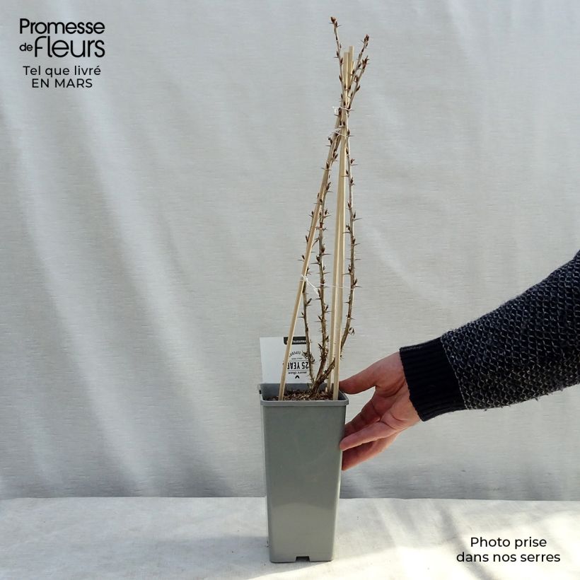 Exemplar von Stachelbeere Hinnonmäki Grün Topf mit 1,5L/2L, Strauch wie im Winter geliefert