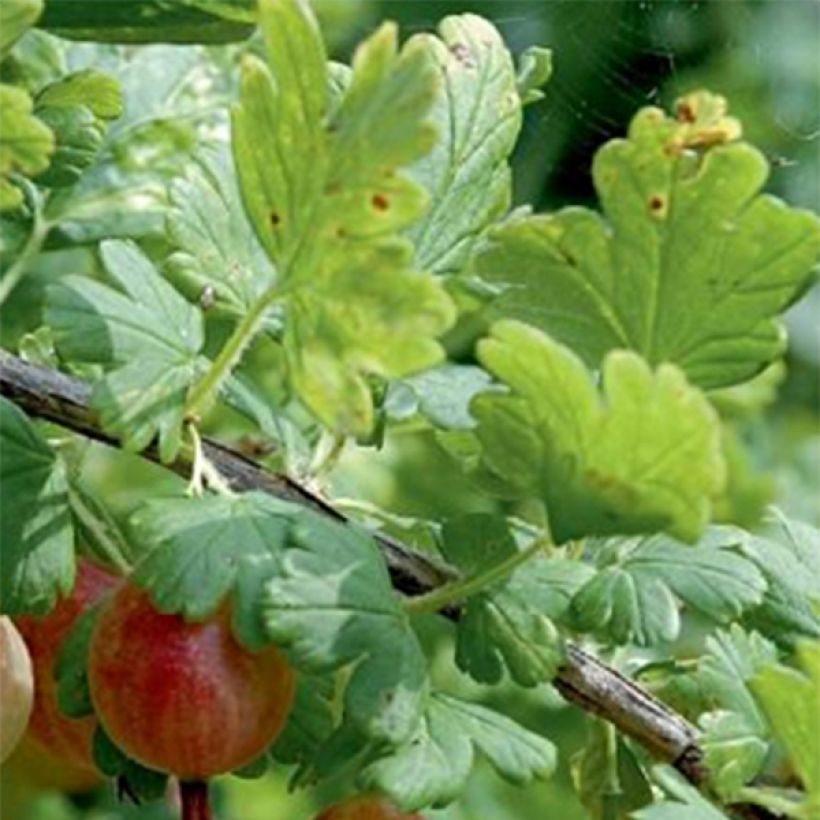 Stachelbeere Winham's Industry (Foliage)