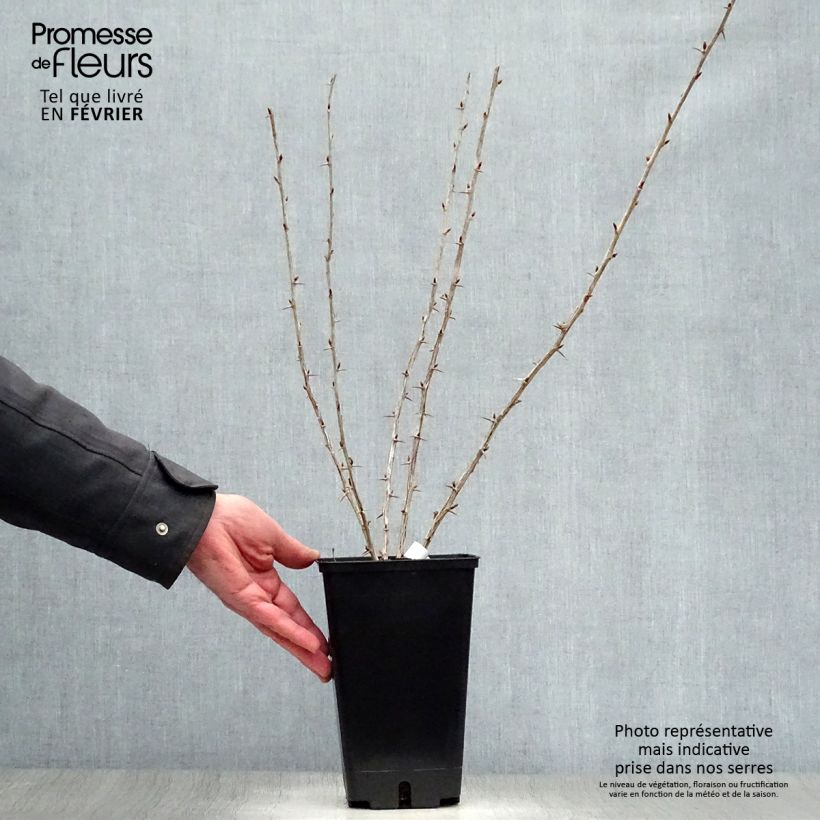 Exemplar von Stachelbeere Worcesterberry Topf mit 2L/3L wie im Winter geliefert