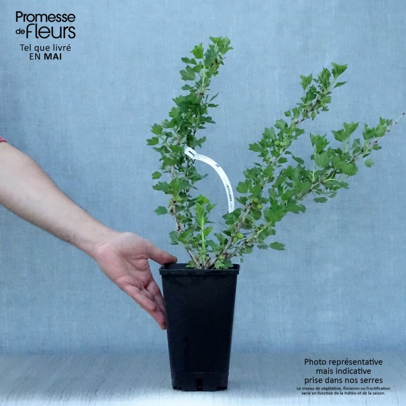 Exemplar von Stachelbeere Worcesterberry Topf mit 2L/3L wie im Frühjahr geliefert