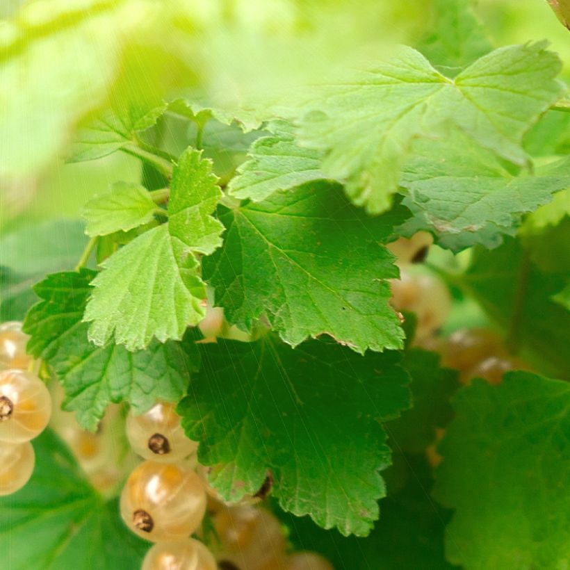 Rote Johannisbeere Witte Parel (Foliage)