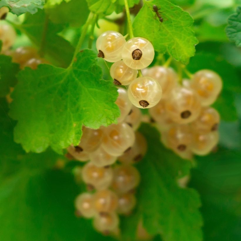 Rote Johannisbeere Witte Parel (Harvest)