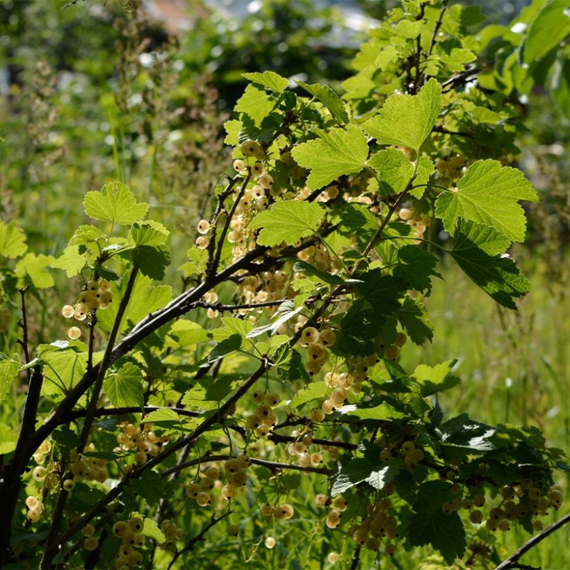 Rote Johannisbeere Witte Parel (Plant habit)