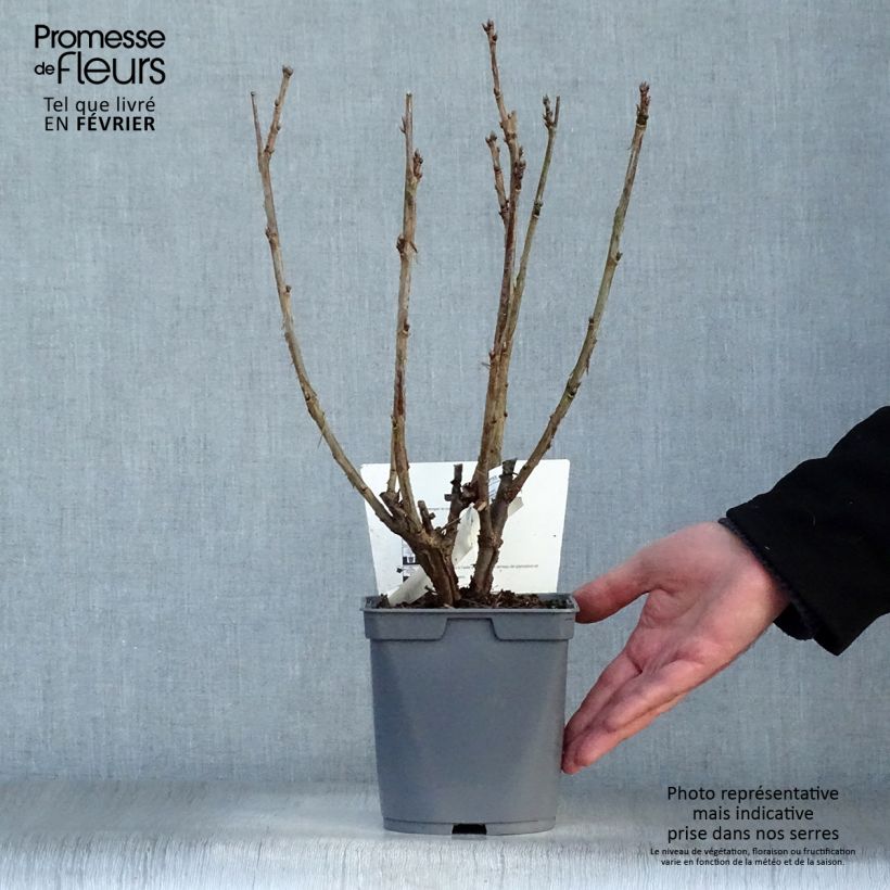 Exemplar von Rote Johannisbeere Agate Rouge mactor Topf mit 2L/3L, Strauch wie im Winter geliefert