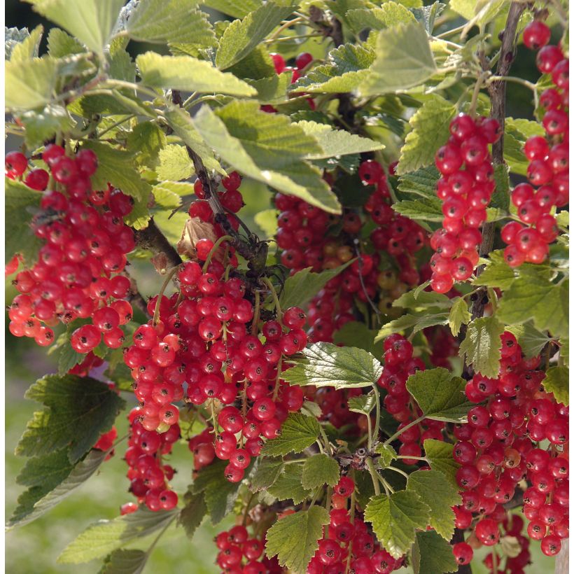 Rote Johannisbeere Agate Rouge mactor (Harvest)