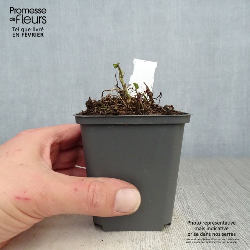 Exemplar von Echter Eibisch - Althaea officinalis Kleine Töpfe von 8/9 cm wie im Winter geliefert