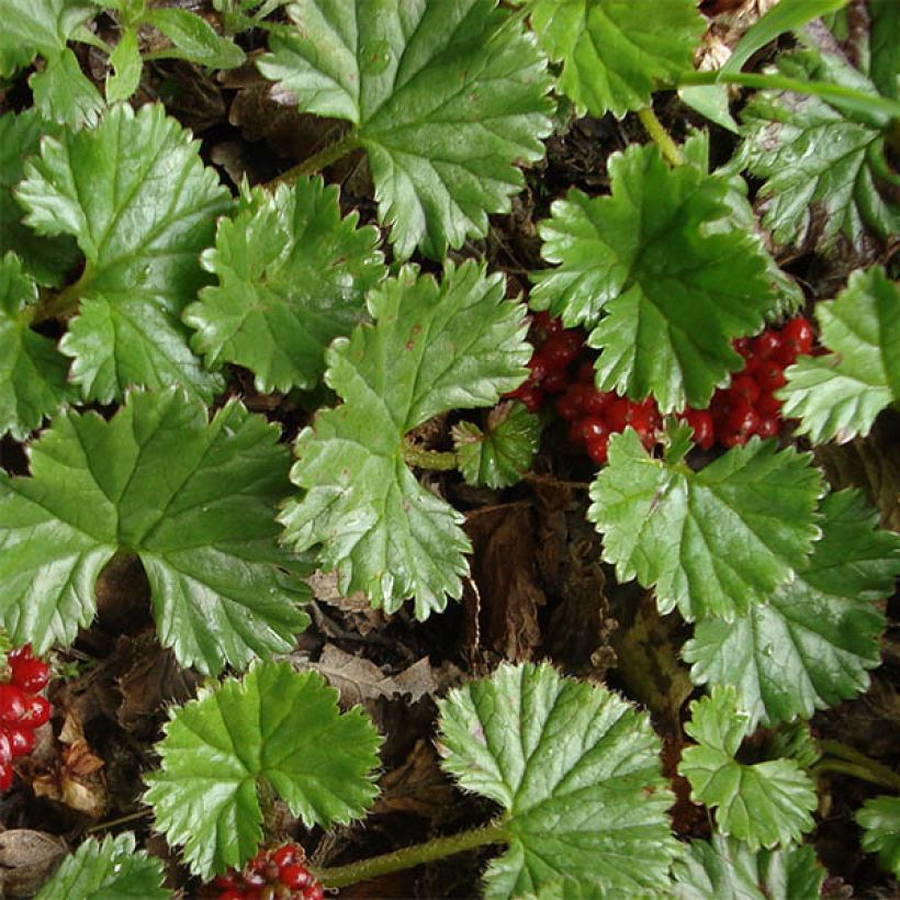 Gunnera magellanica - Riesenrhabarber (Foliage)