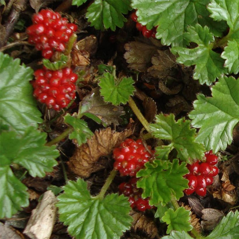 Gunnera magellanica - Riesenrhabarber (Flowering)