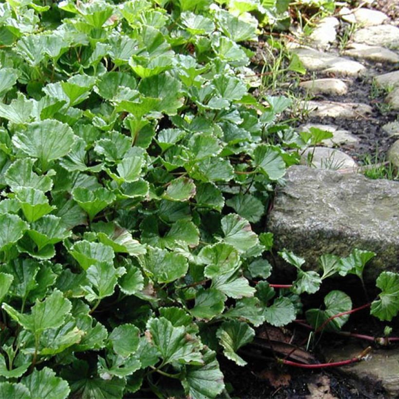 Gunnera magellanica - Riesenrhabarber (Plant habit)
