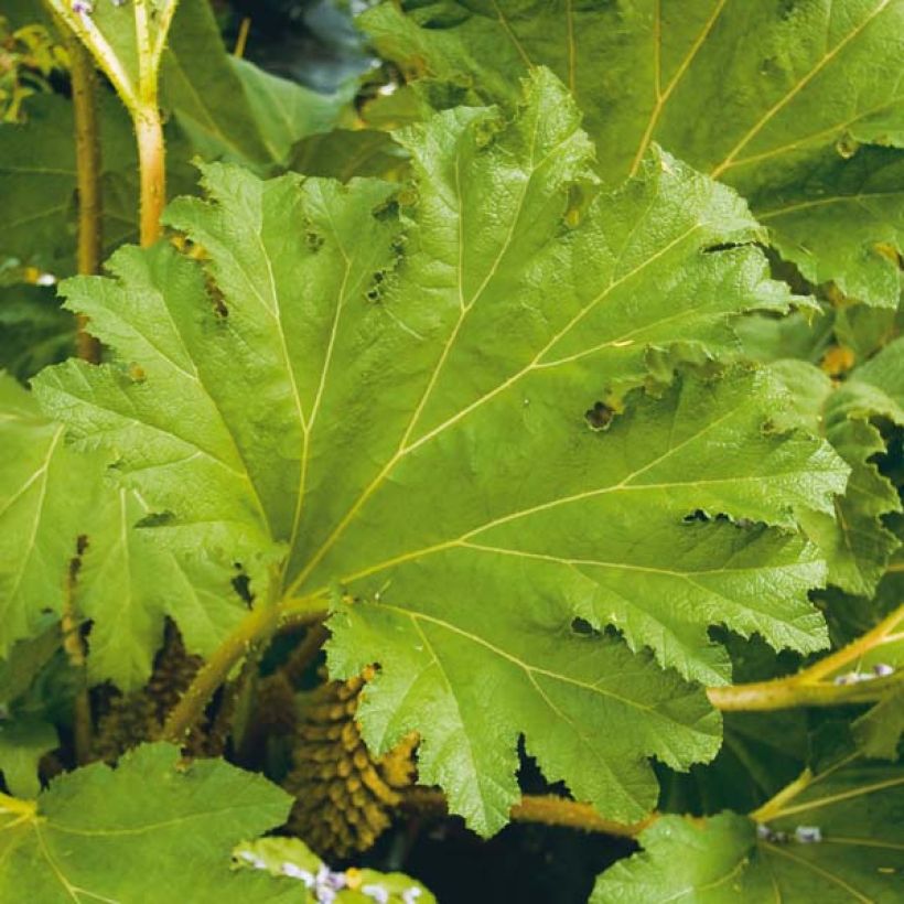 Gunnera manicata - Riesenrhabarber (Foliage)