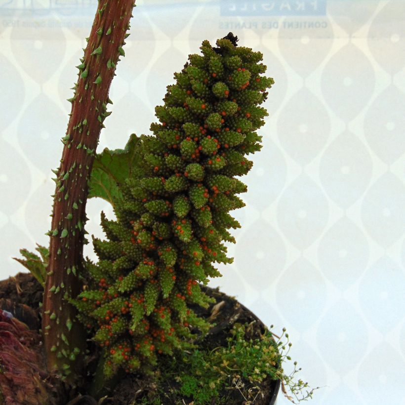 Gunnera manicata - Riesenrhabarber (Flowering)