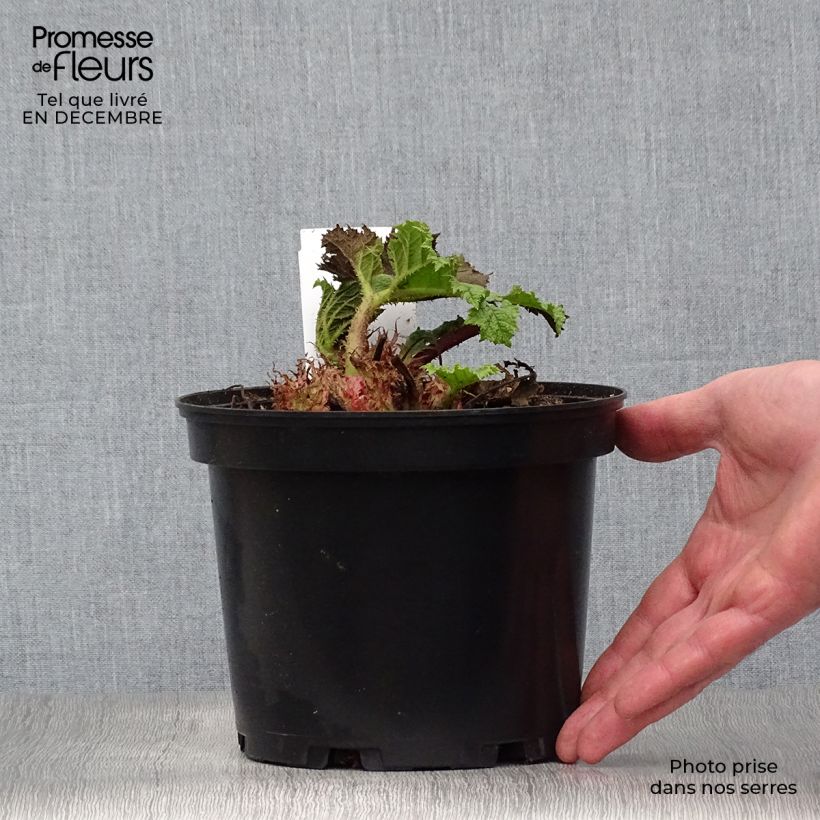 Example of Gunnera manicata - Riesenrhabarber Topf mit 2L/3L as you get in hiver