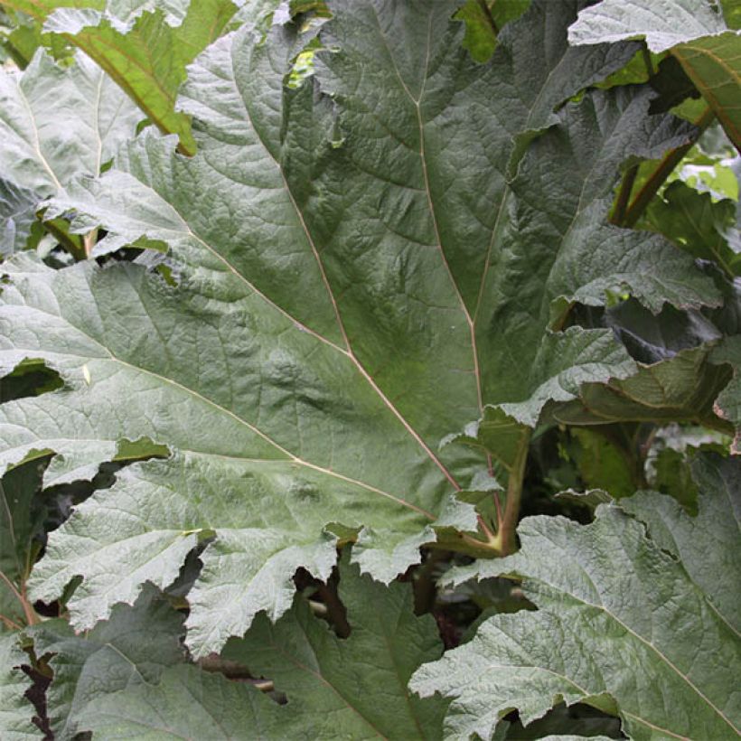 Gunnera tinctoria - Riesenrhabarber (Foliage)