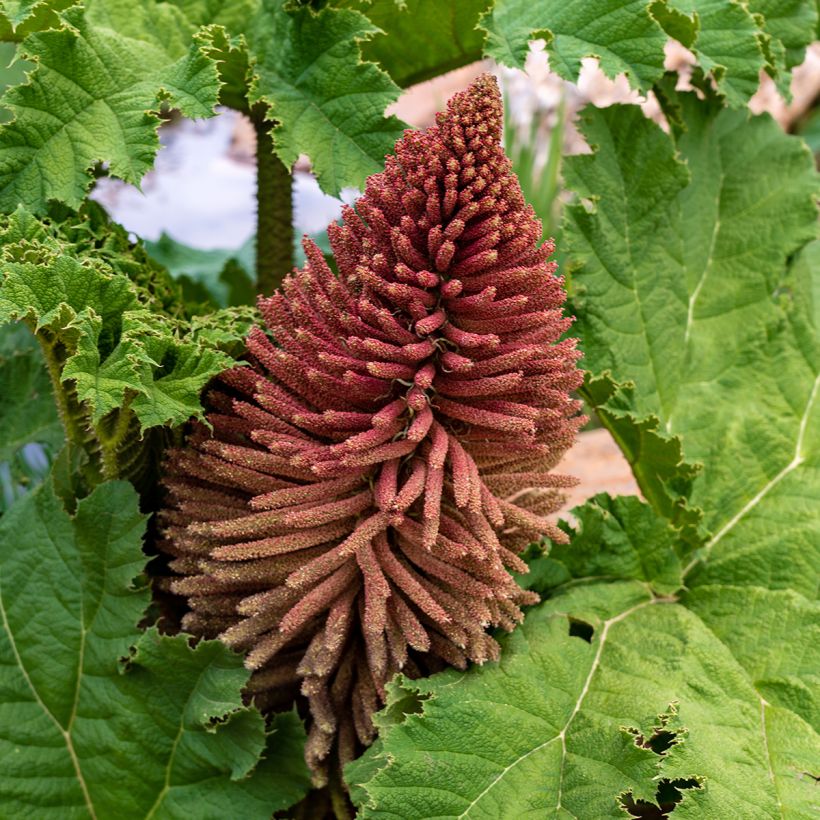 Gunnera tinctoria - Riesenrhabarber (Flowering)