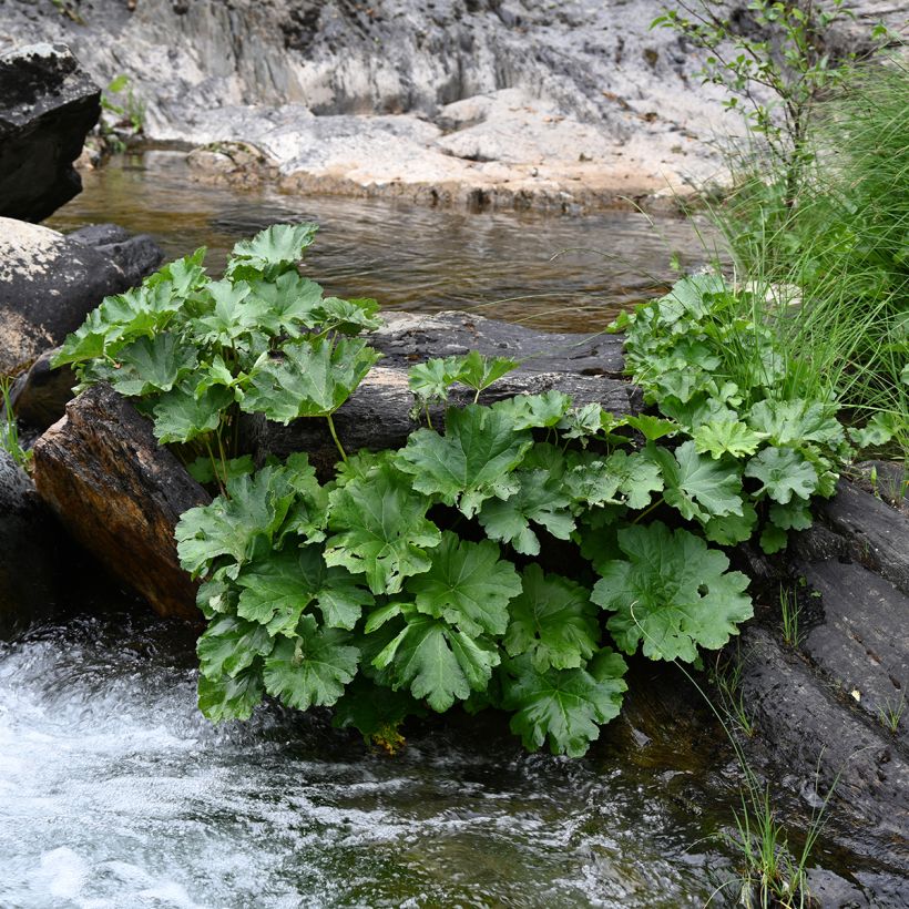 Gunnera tinctoria - Riesenrhabarber (Plant habit)