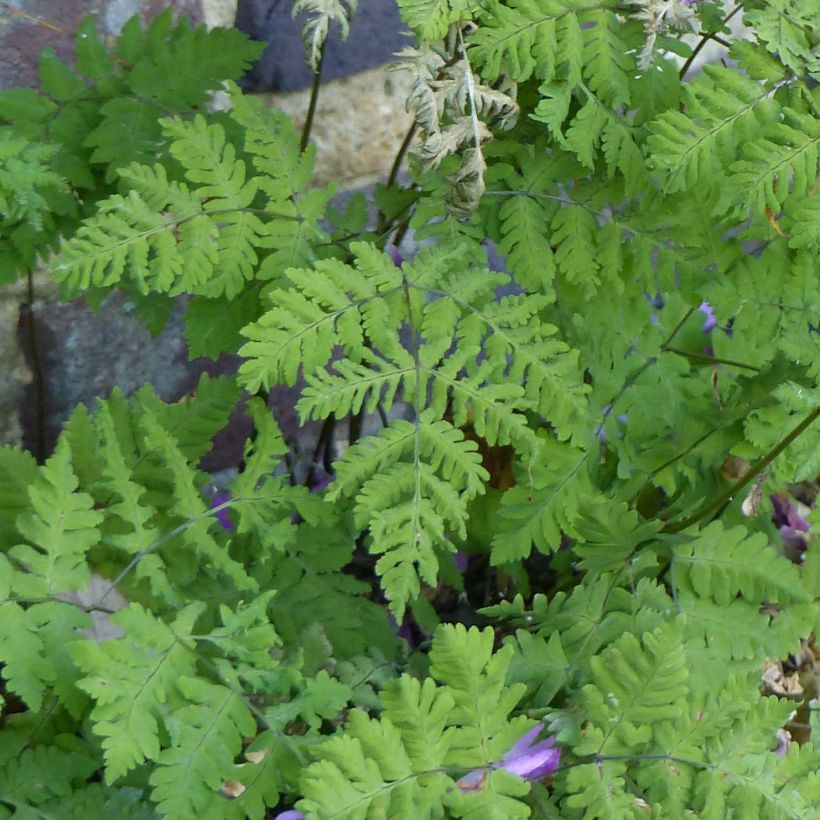 Gymnocarpium dryopteris - Eichenfarn (Foliage)