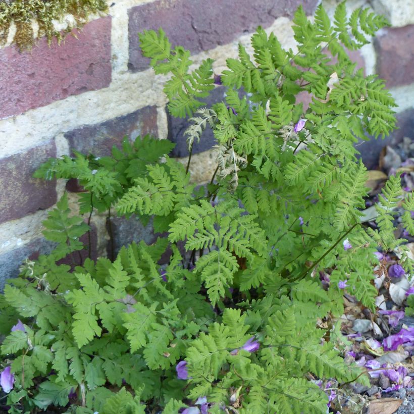 Gymnocarpium dryopteris - Eichenfarn (Plant habit)