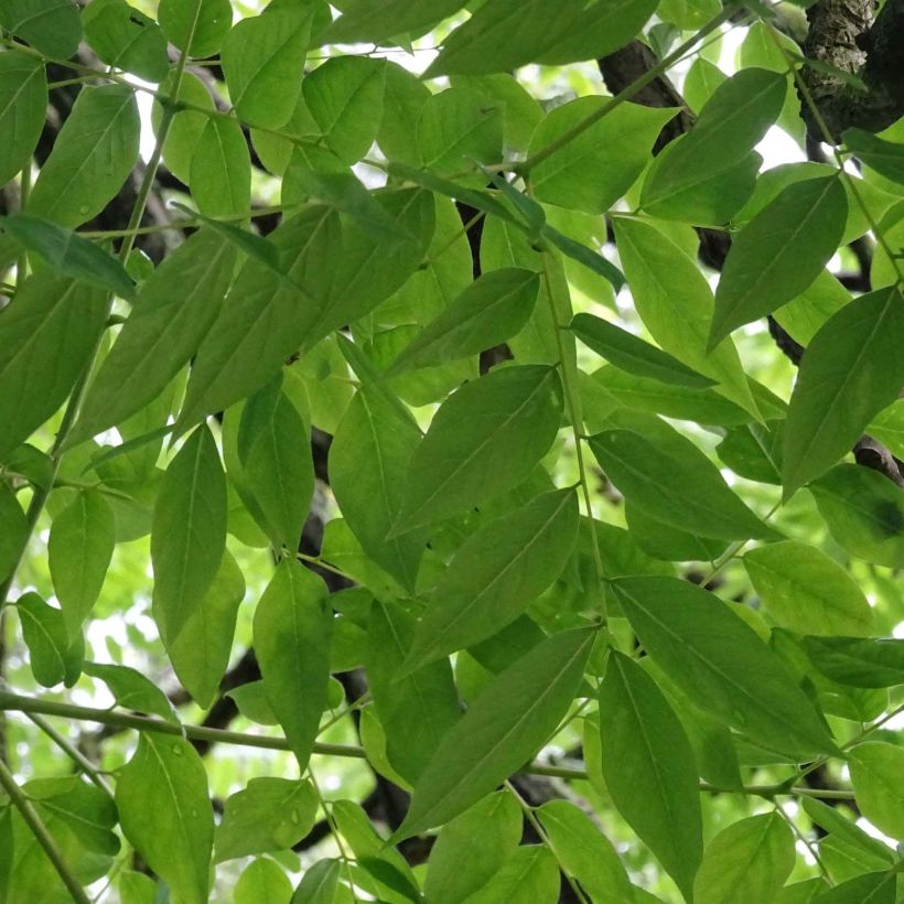 Gymnocladus dioica - Geweihbaum (Foliage)