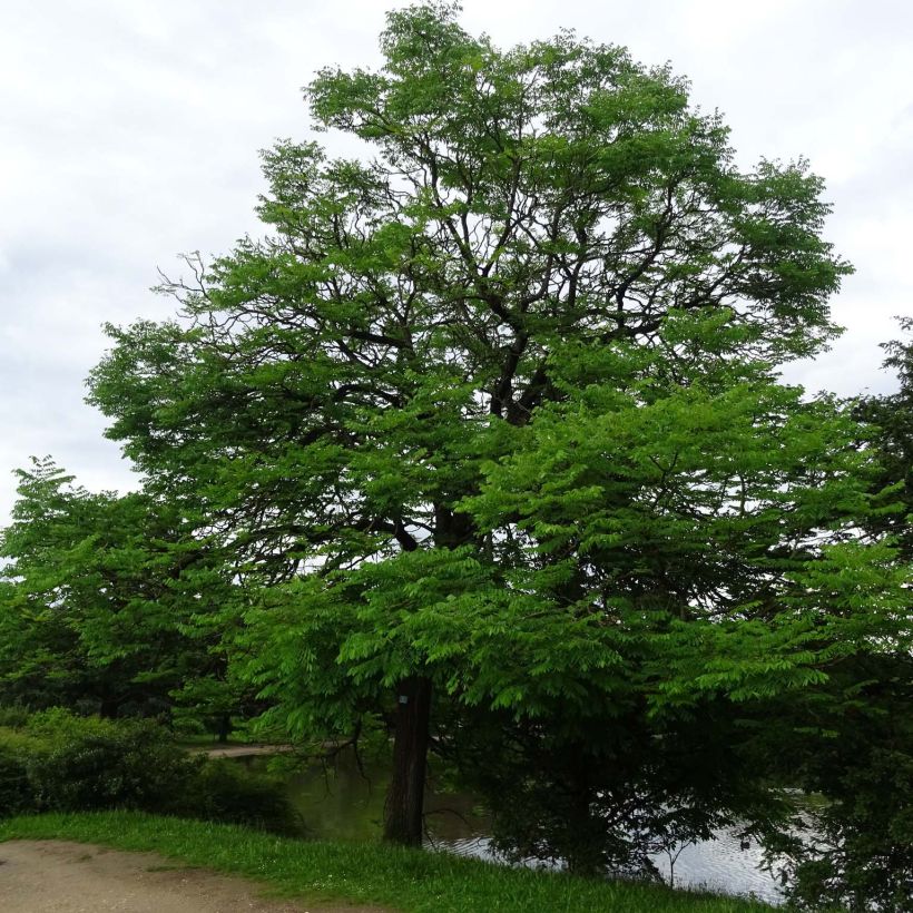 Gymnocladus dioica - Geweihbaum (Plant habit)