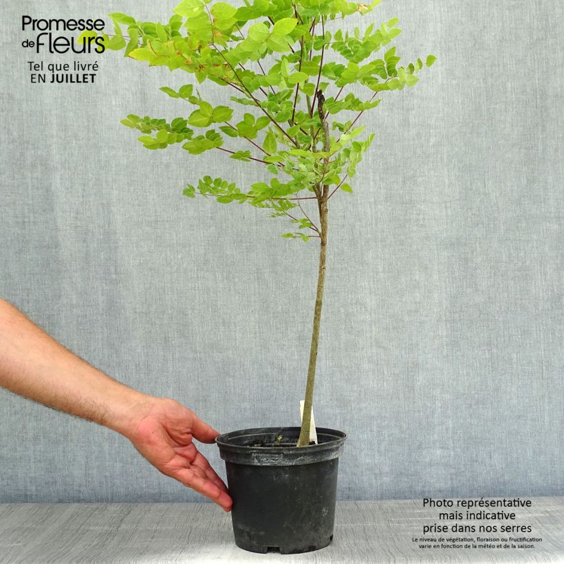 Exemplar von Gymnocladus dioica - Geweihbaum Topf mit 3L/4L wie im Sommer geliefert