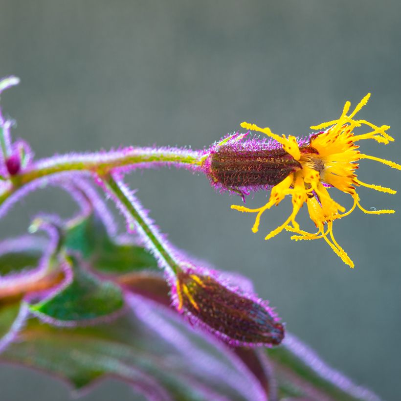 Gynura aurantiaca - Samtpflanze (Flowering)