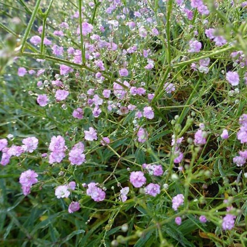 Rispiges Gipskraut Festival Pink - Gypsophila paniculata (Flowering)