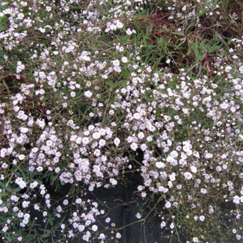 Rispiges Gipskraut Rosenschleier - Gypsophila paniculata (Flowering)