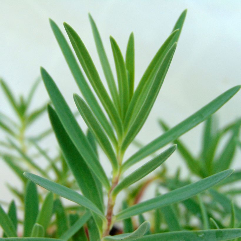 Rispiges Gipskraut Rosenschleier - Gypsophila paniculata (Foliage)
