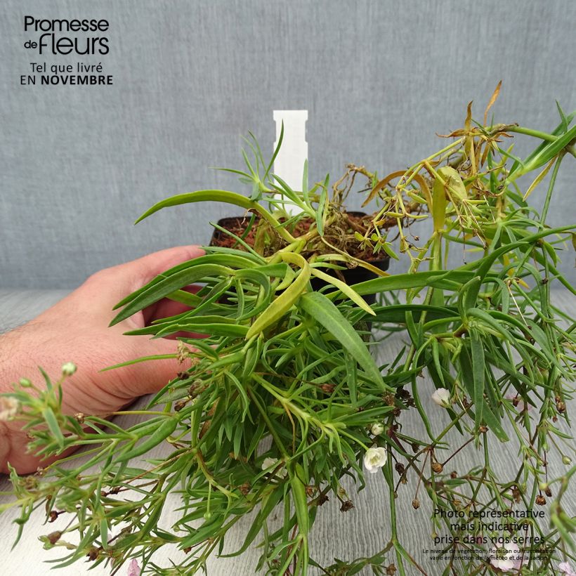 Example of Rispiges Gipskraut Rosenschleier - Gypsophila paniculata Kleine Töpfe von 8/9 cm as you get in automne