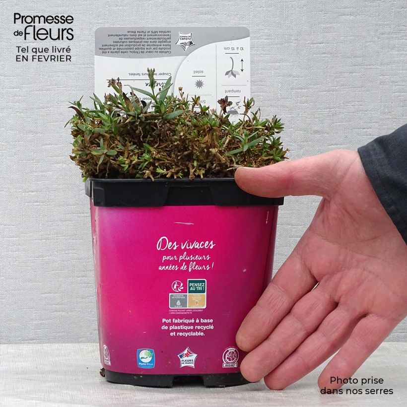 Exemplar von Rispiges Gipskraut Rosenschleier - Gypsophila paniculata Topf mit 2L/3L wie im Winter geliefert