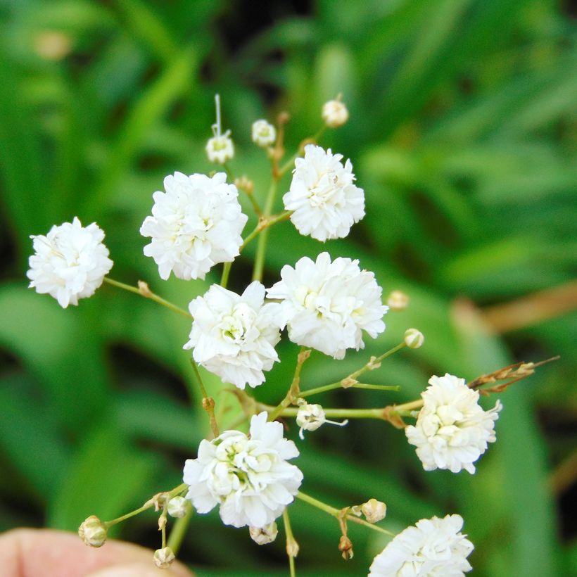Rispiges Gipskraut Bristol Fairy - Gypsophila paniculata (Flowering)