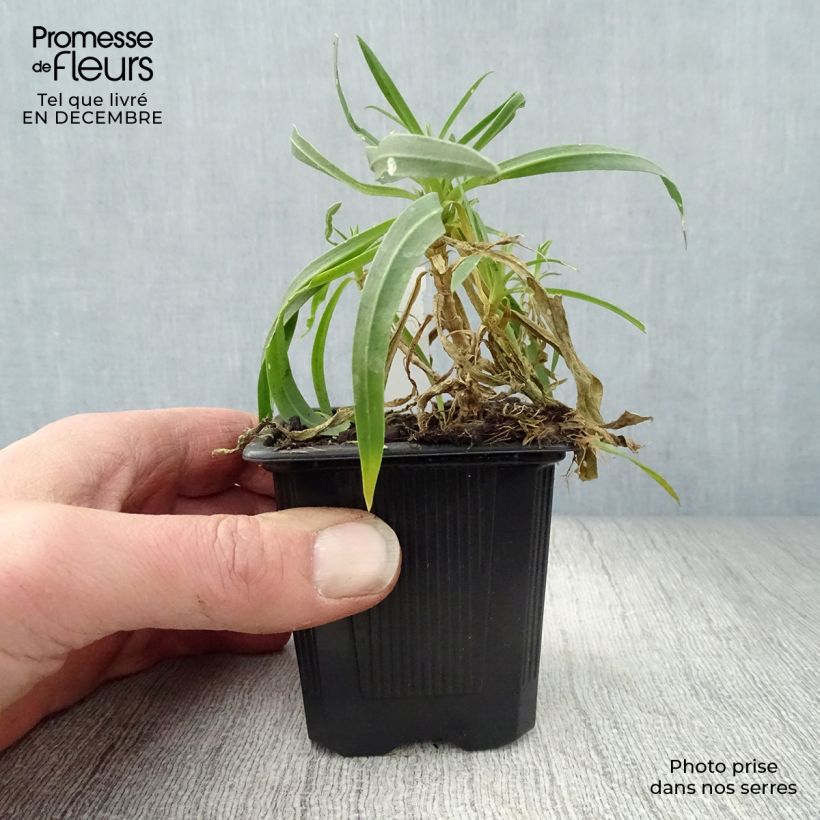 Exemplar von Rispiges Gipskraut Bristol Fairy - Gypsophila paniculata Kleine Töpfe von 8/9 cm wie im Winter geliefert