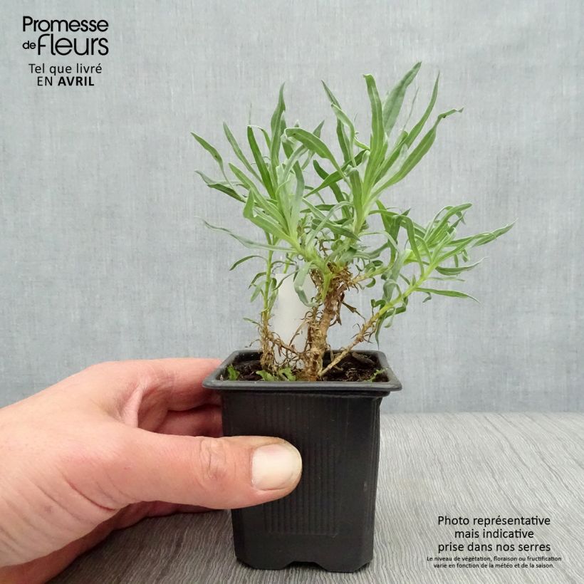 Exemplar von Rispiges Gipskraut Bristol Fairy - Gypsophila paniculata Kleine Töpfe von 8/9 cm wie im Frühjahr geliefert