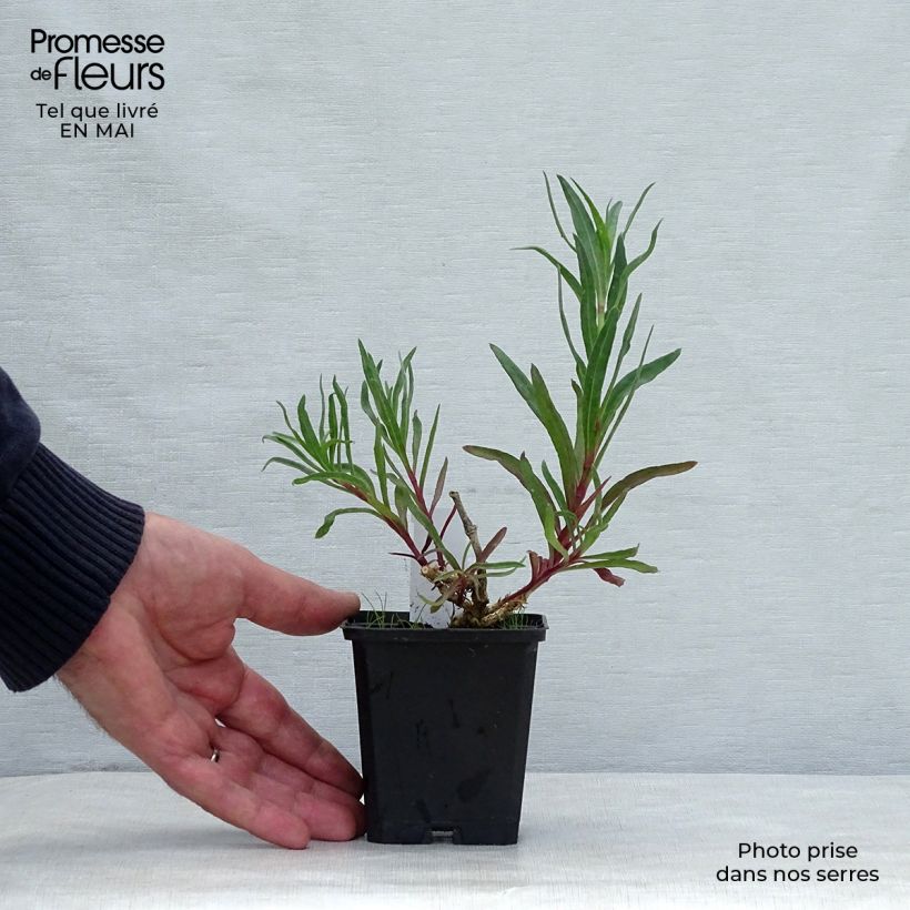 Exemplar von Rispiges Gipskraut Flamingo - Gypsophila paniculata Kleine Töpfe von 8/9 cm wie im Frühjahr geliefert