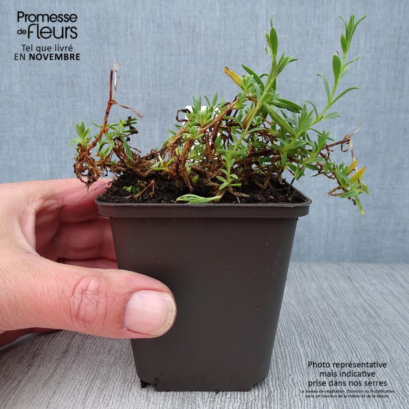 Example of Kriechendes Gipskraut Rosa Schönheit - Gypsophila repens Kleine Töpfe von 8/9 cm as you get in automne