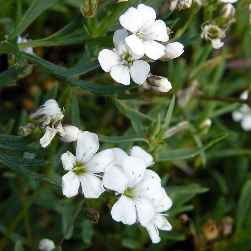 Kriechendes Gipskraut White Angel - Gypsophila repens (Flowering)