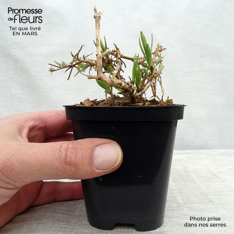 Exemplar von Rispiges Gipskraut Festival Pink - Gypsophila paniculata Kleine Töpfe von 8/9 cm wie im Frühjahr geliefert