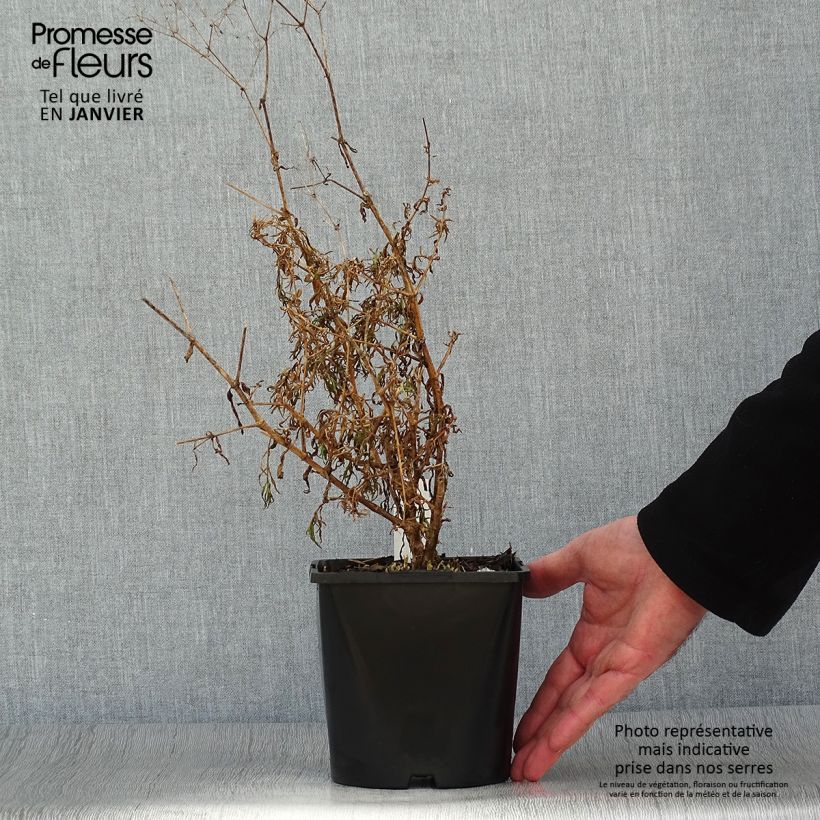 Example of Rispiges Gipskraut Festival Pink - Gypsophila paniculata Topf mit 2L/3L as you get in hiver